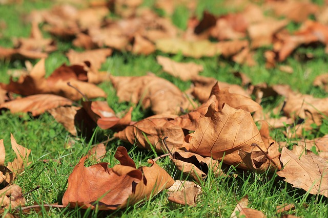 Cómo cuidar tus plantas en otoño